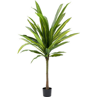 Deco Plant Dracaena Fragrans 180 KARE MIAMI