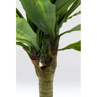 Deco Plant Dracaena Fragrans 180 KARE MIAMI