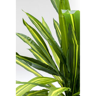 Deco Plant Dracaena Fragrans 180 KARE MIAMI
