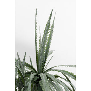 Deco Plant Dragon Tree 155cm - DEKOR