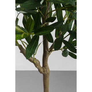 Deco Plant Olive Tree 150cm KARE MIAMI
