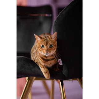 Chair Viva Black - DEKOR